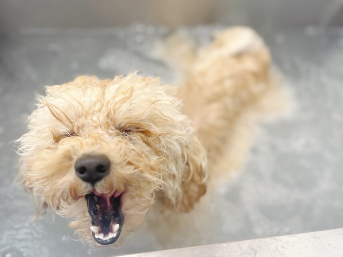 酵素ジャグジーバスを利用するワンちゃん